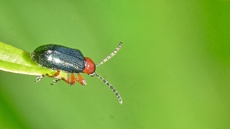 Rothalsiges Getreidehähnchen_1.jpg